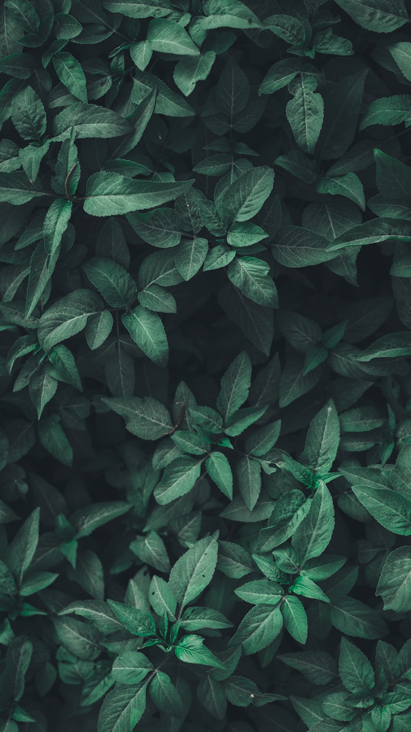 窗台绿植与雨后水珠